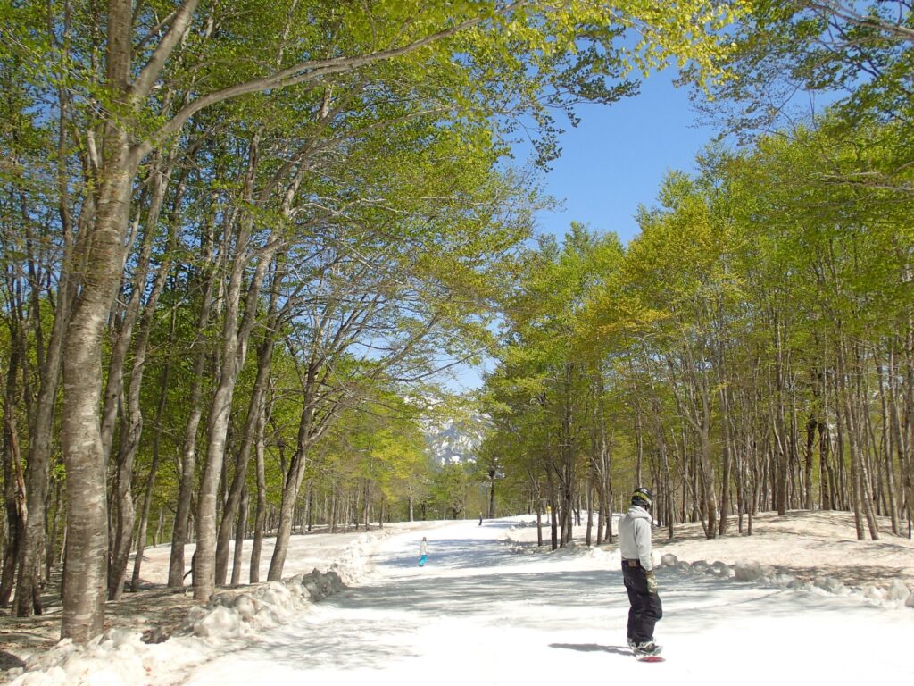 春スキーの準備をするときはぜひ参考に Marufukuブログ