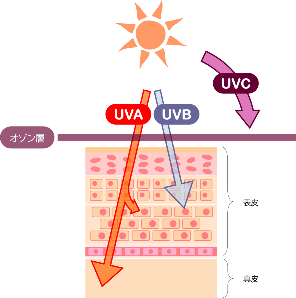 「UV-A波」と「UV-B波」