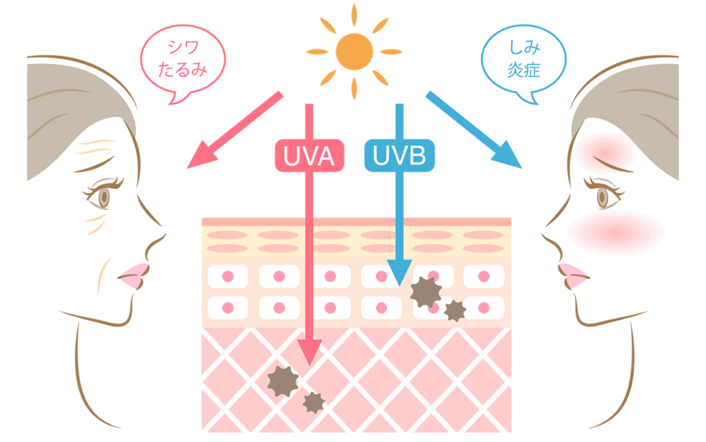 紫外線による肌へのダメージ