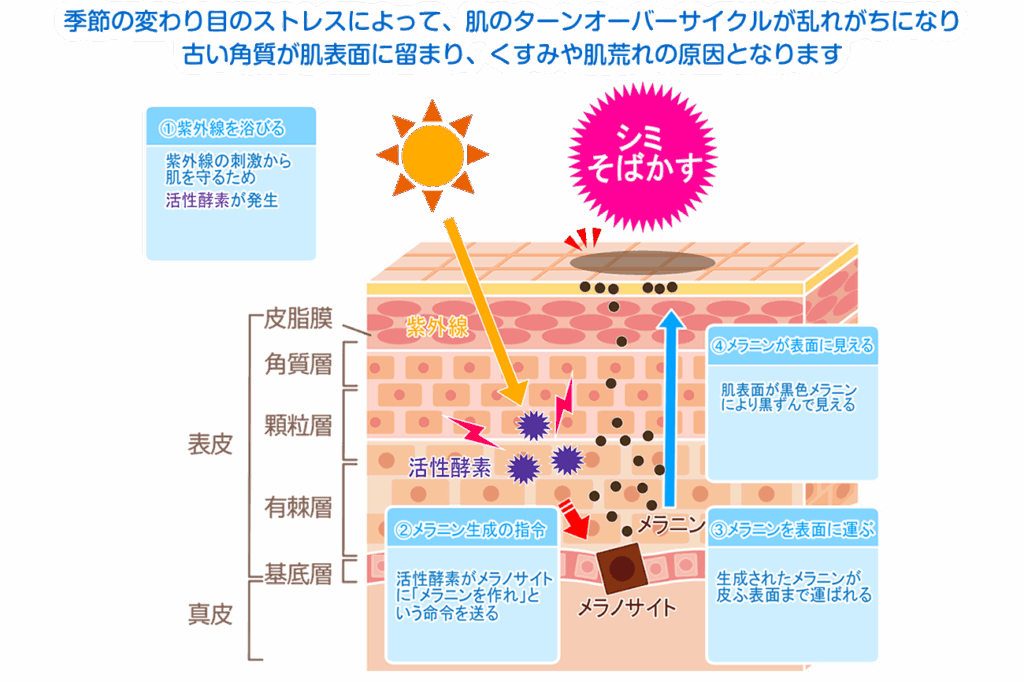 夏の疲れや季節の変わり目のストレスによって、肌のターンオーバーサイクルが乱れがちになります