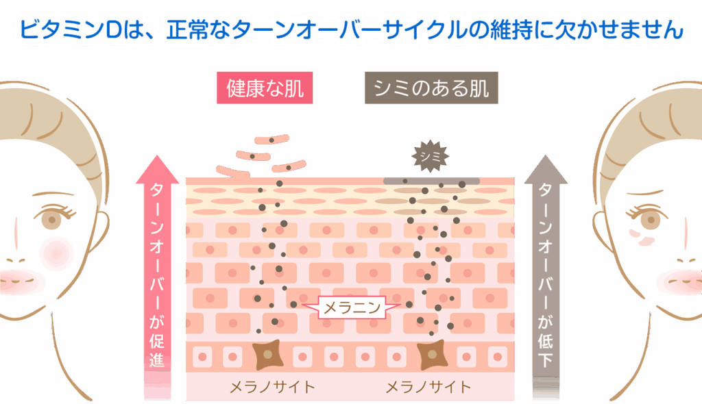 ターンオーバー促進で肌の生まれ変わりをサポート