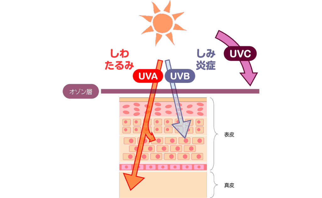 夏の紫外線が肌に与えるダメージとは