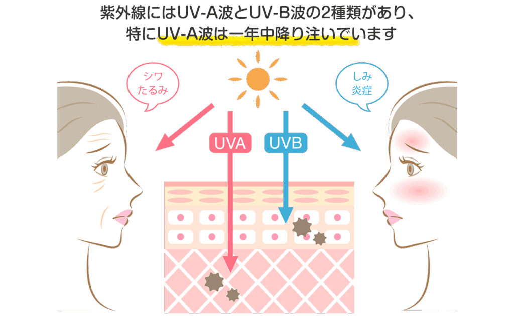 紫外線にはUV-A波とUV-B波の2種類があり、特にUV-A波は一年中降り注いでいます